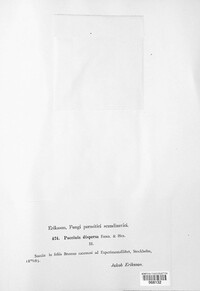 Puccinia dispersa image